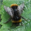 Bombus lapidarius